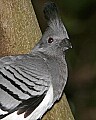 _MG_8096 white-bellied go-away-bird.jpg