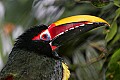 _MG_8104 green aracari.jpg