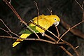 _MG_8105 golden conure.jpg