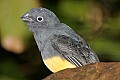 _MG_8122-White-tailed Trogon.jpg