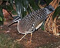 _MG_8194 sunbittern.jpg