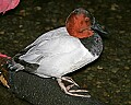 _MG_8196 Canvasback.jpg