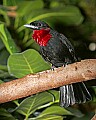 _MG_8220 purple-throated fruitcrow.jpg