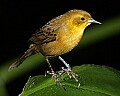 _MG_8233-female Yellow-hooded blackbird.jpg