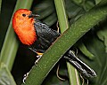 _MG_8290 scarlet-headed blackbird.jpg