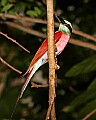 _MG_8308 Carmine bee-eater.jpg