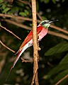 _MG_8309 Carmine bee-eater.jpg