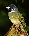 _MG_8310-Collared Finch-billed Bulbull.jpg