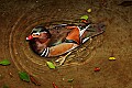 _MG_8314 mandarin duck.jpg