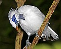 _MG_8315 bali mynah.jpg