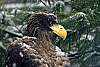 _DSC6424 Steller's Sea Eagle.jpg