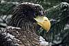 _DSC6426 steller's sea eagle.jpg