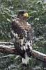 _DSC6434 steller's sea eagle.jpg