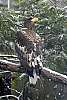 _DSC6438 Steller's Sea Eagle.jpg