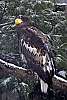 _DSC6477 Steller's Sea Eagle.jpg