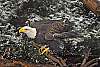 _DSC6526 bald eagle.jpg