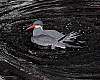 _DSC6535 inca tern.jpg