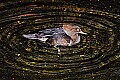 _DSC6560 female merganser.jpg
