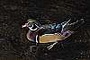 _DSC6564 male wood duck.jpg