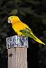 _DSC6577 -Golden Conure.jpg