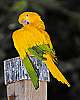 _DSC6580 Golden Conure.jpg