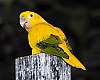 _DSC6592 golden conure.jpg