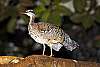 _DSC6674 sunbittern.jpg