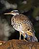 _DSC6684 sunbittern.jpg