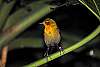 _DSC6698-Yellow-hooded Blackbird.jpg