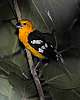 _DSC6740 male Orange-bellied Grosbeak.jpg