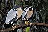 _DSC6747 boat-billed heron.jpg