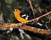 _DSC6760-male Orange-bellied Grosbeak.jpg