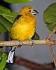 _DSC6790 Golden-bellied Grosbeak (male).jpg