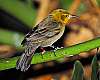 _DSC6792 -Yellow-hooded Blackbird.jpg