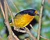 _DSC6844-Violaceous Euphonia.jpg