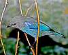 _DSC6848 blue-gray tanager.jpg