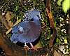 _DSC6854 Victoria Crowned Pigeon.jpg