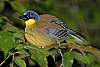 _DSC6864 yellow-throated laughing thrush.jpg