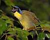 _DSC6866 yellow-throated laughing thrush.jpg