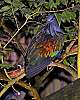 _DSC6886 nicobar pigeon.jpg