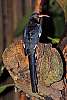 _DSC6892 woodhoopoe.jpg