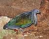 _MG_3651 nicobar pigeon.jpg