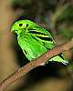 _MG_3660 green broadbill.jpg