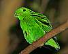 _MG_3663 green broadbill.jpg