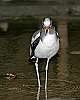 _MG_3664-White-headed Wattled Lapwing.jpg