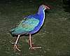 _MG_3668 purple swamphen.jpg