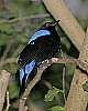 _MG_3694 fairy bluebird.jpg