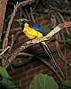 _MG_3698 -Golden-breasted Starling.jpg