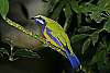 _MG_3734 Orange-bellied Leafbird.jpg