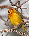 _MG_3741 -Saffron Finch.jpg